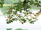 9月火柿节