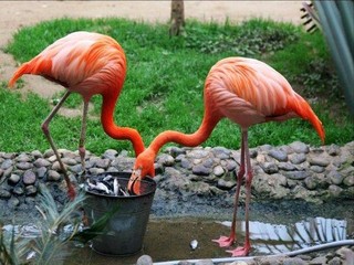 北京野生动物园_大兴北京野生动物园门票价格