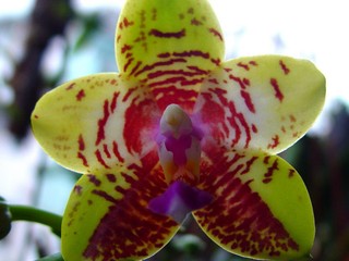 兰花世界兰花1
