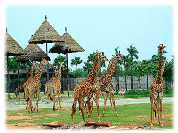 香江野生动物园-长隆大马戏-百万葵园2日游