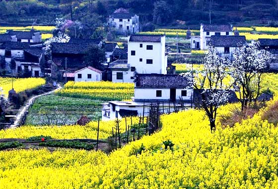  婺源双卧4日游>住婺源,江岭,晓起深度游