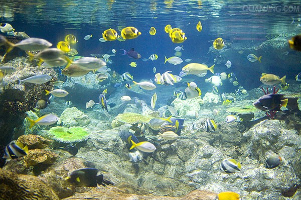 海底世界马尔代夫旅游风景里都有哪些动物