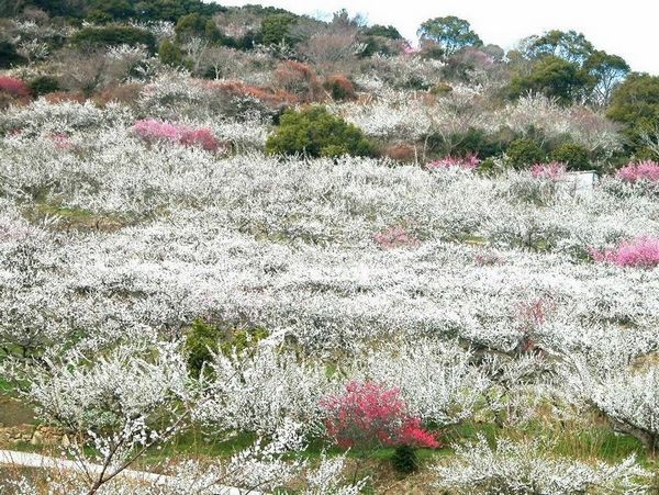 苏州香雪海赏梅-太湖湿地风光1日游>探梅寻海