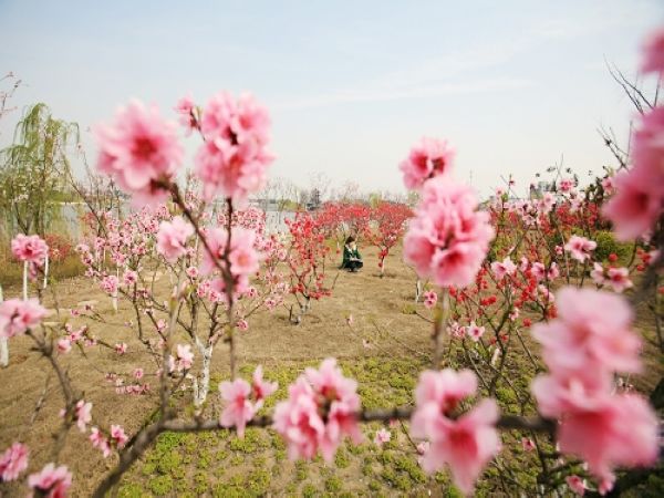 兴化常住人口_8 16 兴化市临城镇 镇内设有江苏省兴化经济开发区科技工业园和(3)