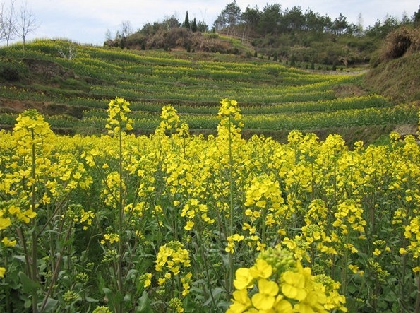 灵山油菜花