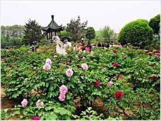 [五一] 常熟尚湖赏花1日游>赏牡丹,观民俗