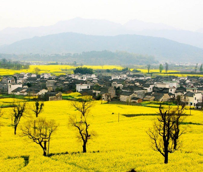 卢村油菜花