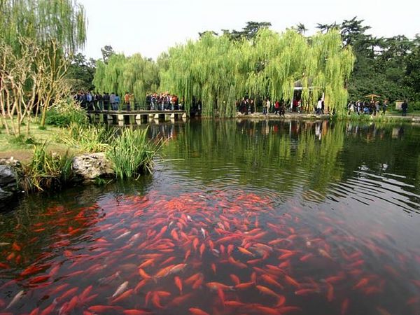 景区简介  红鲤花池铺锦绣  鱼乐园是全园的主景.