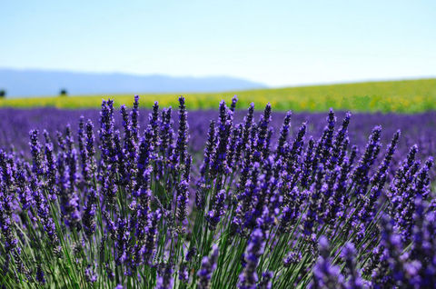 法国-西班牙9晚11日游 南法阳光,普罗旺斯,百年