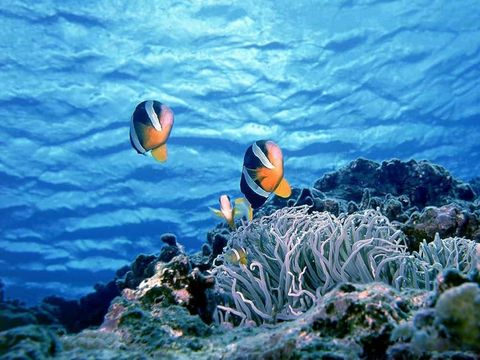  太平洋海底世界-紫竹院公园汽车1日游>深海魅力