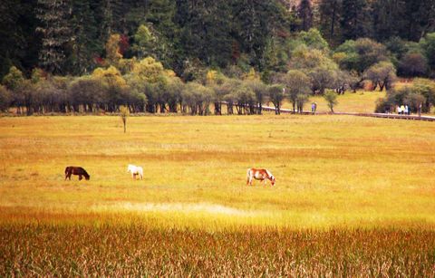 <香格里拉2日游>寻觅心中日月，沉醉普达措（当地游）