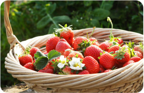<青浦采草莓-朱家角1日游>赠一斤草莓，亲近大自然