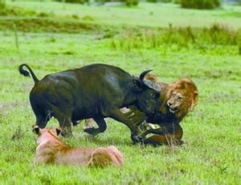 <肯尼亚9日游>最高立减4000，越野车，树顶，马赛园内2晚