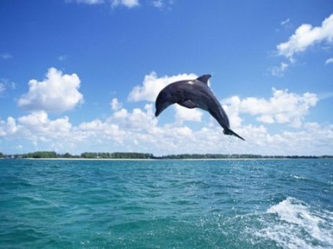 <关岛4晚6日半自助游>大韩航空，赠接送机，赠ABC海豚之旅