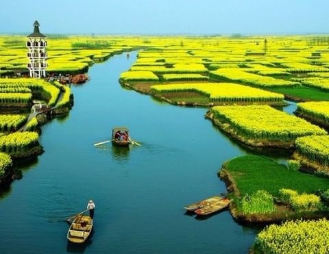 <扬州瘦西湖-东关街-千岛油菜花2日游>住万达希尔顿