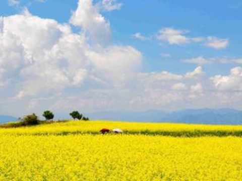 <千岛油菜花-溱湖湿地-溱潼古镇2日游>宿五星，赏万亩金色花海