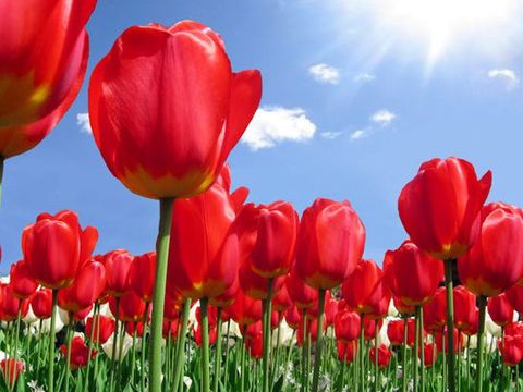 <四明山-大竹海-水上郁金香2日游>门票全含宿三星