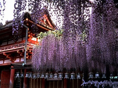 <大阪-京都-奈良5日游>深度双古都一价全含，6月24日4499