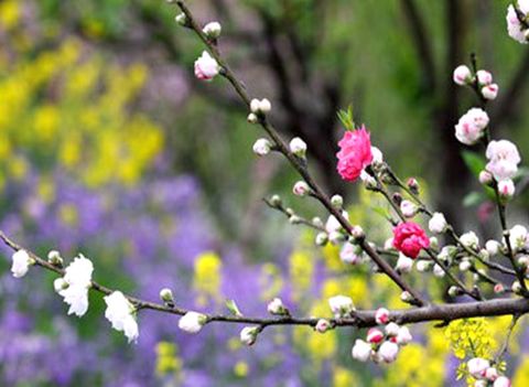 <柯岩-鉴湖-鲁镇-吼山桃花源2日游>王牌特惠，门票全含宿商务酒店