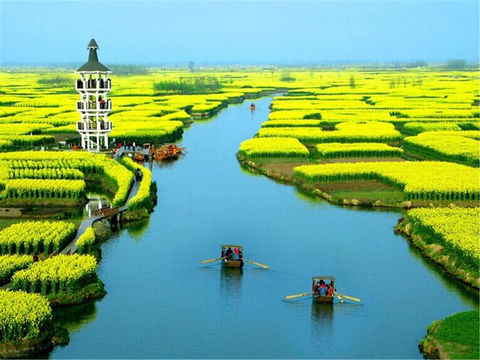 <兴化千岛油菜花-夫子庙-玄武湖2日游>宿五星，金粉赏花专线