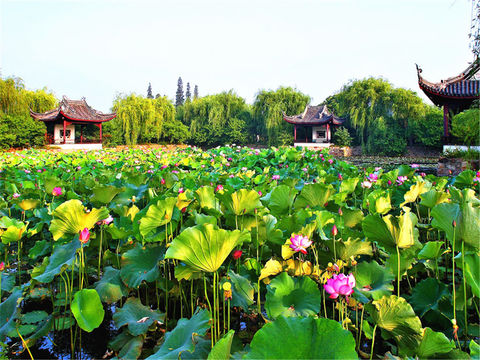 <鼋头渚-蠡园-灵山大佛2日游>宿锡州花园 住宿升级 第8人减100