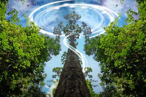 [清明]<西双版纳-野象谷5日游>走入神秘雨林，欣赏独具特色的孔雀东南飞（当地游）