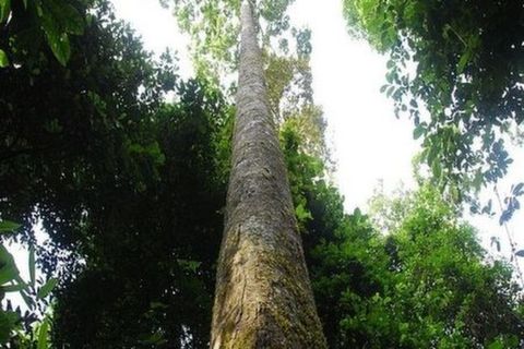 <望天树1日游>行走空中走廊，感受高空森林（当地游）