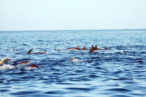 <与海豚游泳路易港1日游>观海豚，游路易港 独家发团