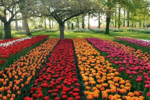 <荷比法瑞意12日游>广州往返，郁金香花园，卢浮宫入内