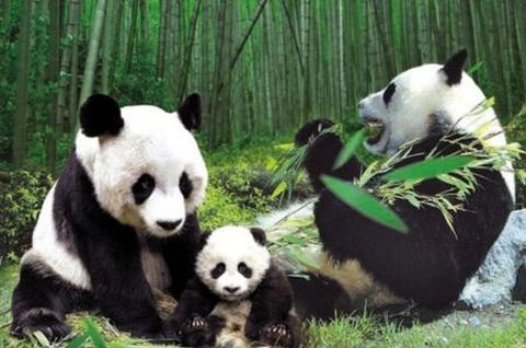 <高家堂-中国大竹海-黄浦江源第一漂2日游>门票全含，9月大促