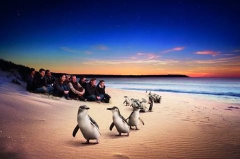 墨尔本市区-企鹅岛1日游 全世界最小企鹅归巢