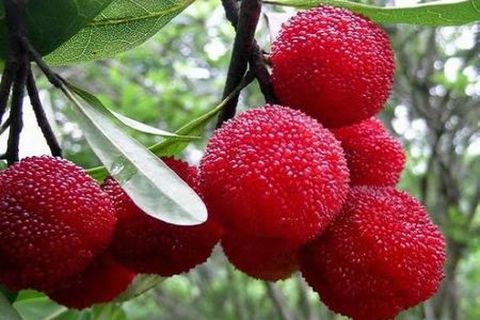 余姚杨梅节-曹娥新景1日游 门票全含,特价88