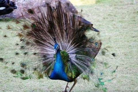 <昆明-九乡-版纳-中缅6日游>两人成行立减300元（当地游）