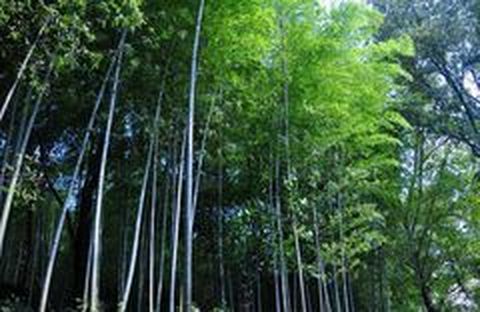 <天目湖-南山竹海2日游>送鱼头餐 门票全含 宿市区