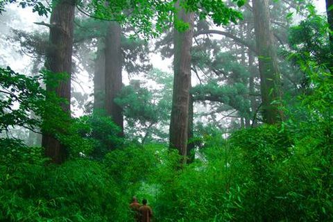 <临安天目山-白龙潭踏青2日游>赠一早餐一次特色全笋宴