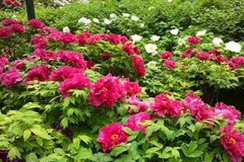 <郑州-洛阳-清明上河园-少林寺卧动3日游>赏牡丹、品美食