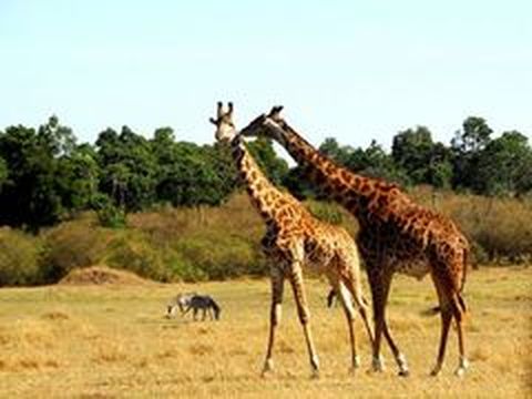 <肯尼亚10日游>四大公园，树顶下午茶，上海往返