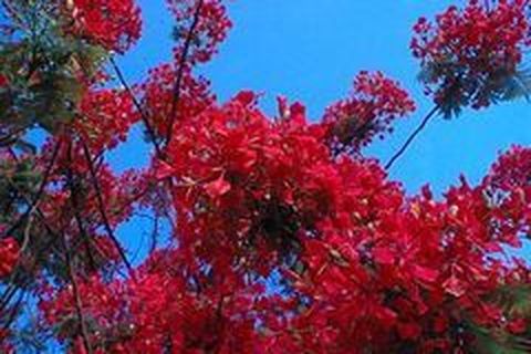 <海南双飞5日游>嗨翻蜈支洲，分界洲，西岛，独家特卖