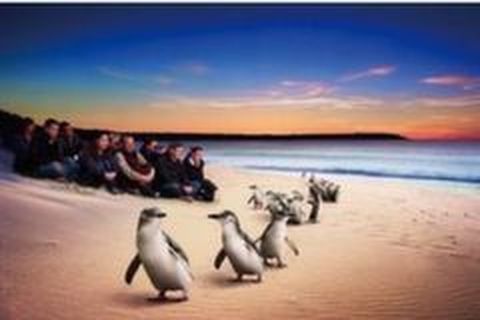 <澳大利亚8日游>放送悉尼豪华游轮晚餐，摩顿岛，蓝山，大洋路