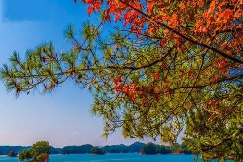 <千岛湖游湖-氧吧2日游>含215游湖 宿丽景湖景 赠鱼头券 4人减100