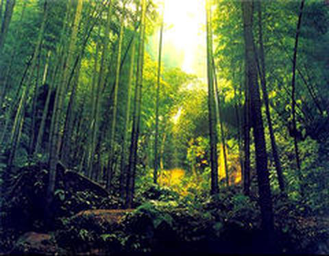 <安吉-九龙峡-大竹海2日游>赠1早1农家宴 特价198 门票全含