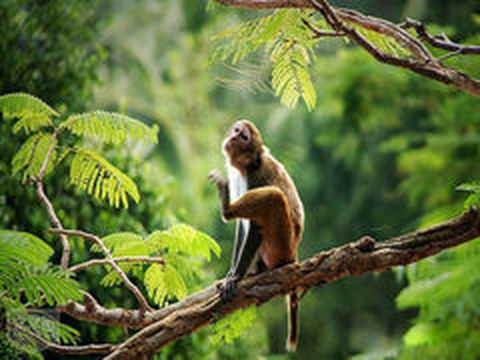 <三亚南湾猴岛-椰田古寨1日游>趁跨海索道，看可爱小猴（当地游）
