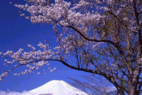 <本州7或6日游>细品古都唐风和韵 A线7日游更有双温泉 一日私属 BC线双古都6日游CD线三温泉 三乐园 一日私属