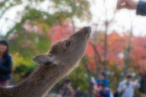 <双古都推荐 大阪+京都+奈良+富士山+东京5晚6日游>东航直飞，1晚温泉，京都、奈良双古都经典线路，可携带2件23KG行李，最高立减600