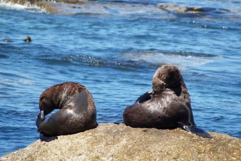 <南非8日游>特色小火车，国航北京直飞约堡，江浙沪皖免联运费