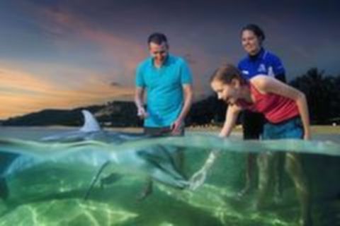 <悉尼-墨尔本-黄金海岸8日游>摩顿岛喂海豚 ，可伦宾动物园，直升飞机翱翔之旅，东航直飞可联运