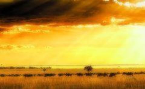 <深度游首推-肯尼亚12日游>回归自然，尊贵体验，内罗毕温莎公爵堡，马赛精选地理位置绝佳Mara Serena，畅游马拉河，老树顶酒店