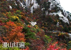 漫山红叶