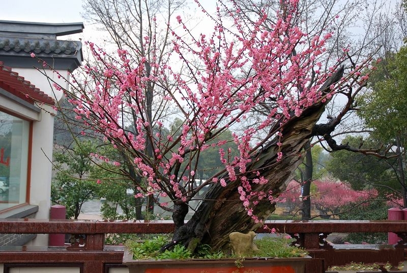 【股海戶外】2月21日賞超山十里梅花香雪海,遊塘棲古鎮【車費,門票120