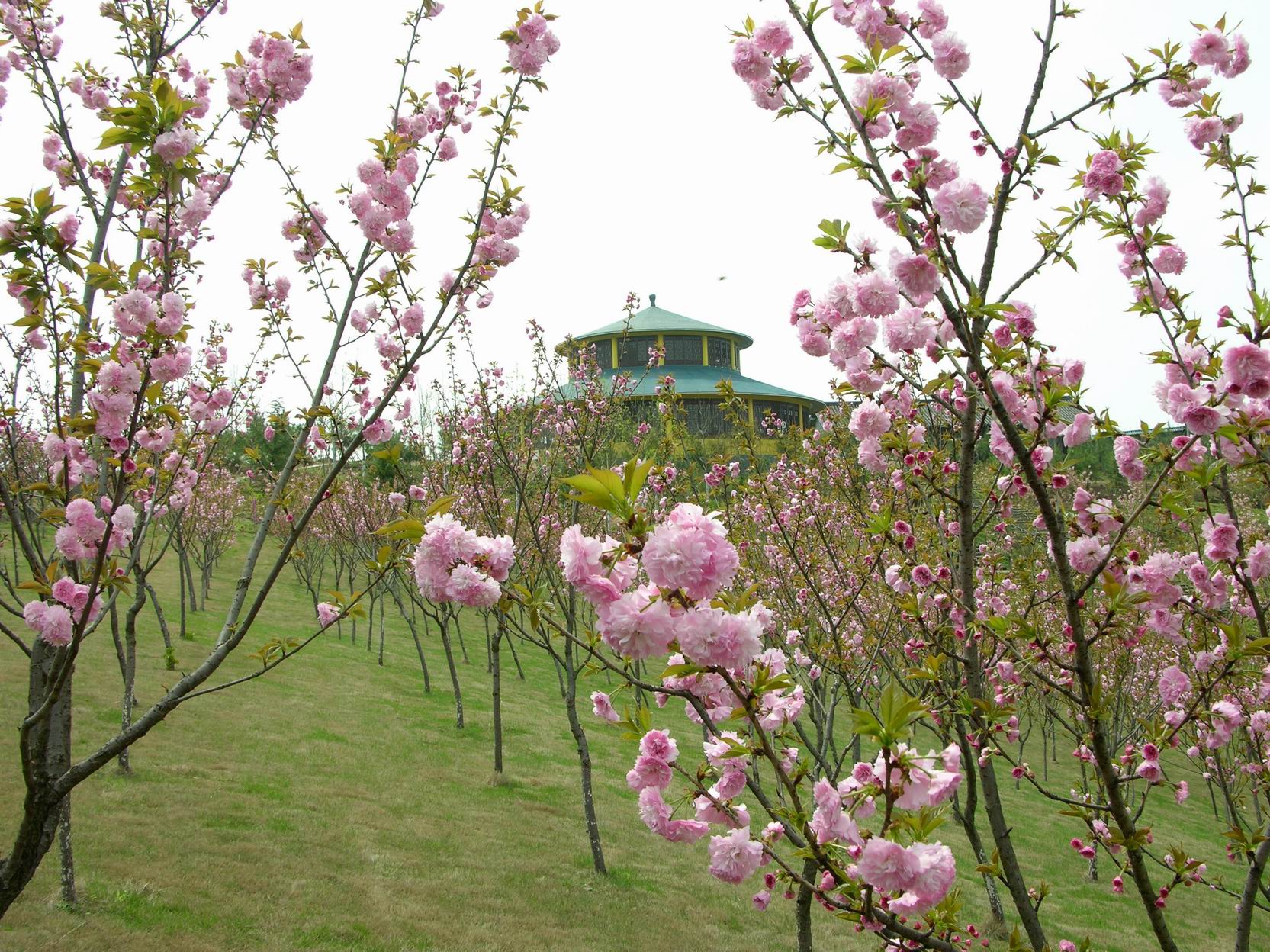  安吉中南百草园1日>浪漫樱花节
